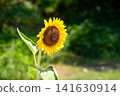 A single sunflower blooming in the summer sun 141630914