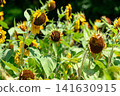 Withered sunflowers bathed in late summer sunlight 141630915
