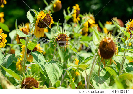 Withered sunflowers bathed in late summer sunlight Withered sunflowers bathed in late summer sunlight 141630915