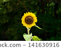 A single sunflower blooming in the summer sun 141630916