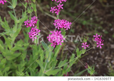 Pink tulip flowers blooming in the spring garden Pink tulip flowers blooming in the spring garden 141630977