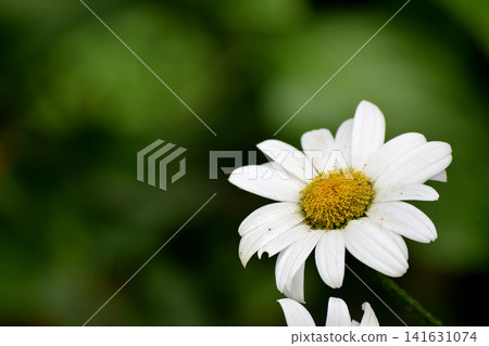Daisies 141631074