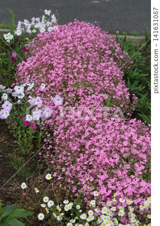 春天的公園裡,粉紅色的菖蒲和白色的洋甘菊盛開。 春天的公園裡,粉紅色的菖蒲和白色的洋甘菊盛開。 141631087