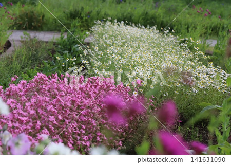 Pink sweet flag and white chamomile flowers blooming in the spring park. Pink sweet flag and white chamomile flowers blooming in the spring park. 141631090