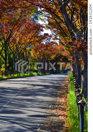 秋日裡,綠樹成蔭的街道 秋日裡,綠樹成蔭的街道 141631204
