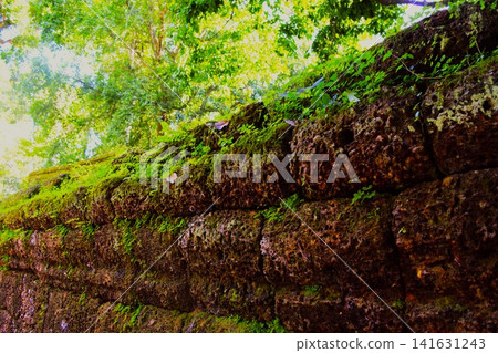 塔布隆寺(Ta Prohm)的石牆上長滿了青苔,它是吳哥考古遺址群的一部分。 塔布隆寺(Ta Prohm)的石牆上長滿了青苔,它是吳哥考古遺址群的一部分。 141631243