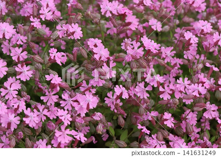 Pink Dianthus flowers blooming in the flowerbeds of the park in spring. Pink Dianthus flowers blooming in the flowerbeds of the park in spring. 141631249