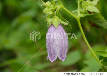 Purple bellflower blossoms adorn the summer countryside. Purple bellflower blossoms adorn the summer countryside. 141631395