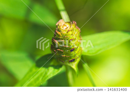 Early summer forest: Prunella vulgaris flower spikes 02 Early summer forest: Prunella vulgaris flower spikes 02 141631400