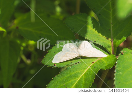 Early summer forest: Geometrid moths on the grass 02 141631404