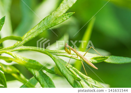 初夏森林:草地上的螳螂幼蟲 01 初夏森林:草地上的螳螂幼蟲 01 141631544