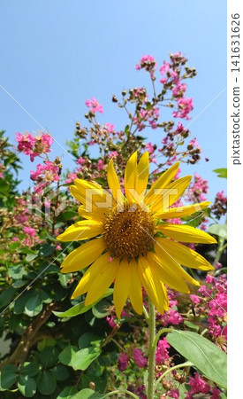 生氣勃勃的向日葵標誌著夏季的開始。 生氣勃勃的向日葵標誌著夏季的開始。 141631626