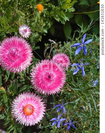 粉紅色的雛菊和藍紫色的花蕾 141631630