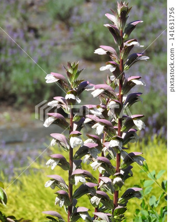 軟毛刺薊（又稱「嫩芽薊」）是一種大型多年生草本植物，從初夏到夏季會開出穗狀花。 141631756