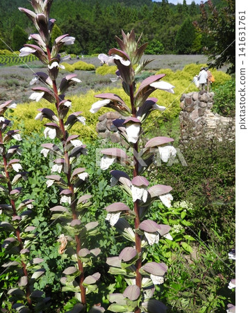軟毛刺薊（又稱「嫩芽薊」）是一種大型多年生草本植物，從初夏到夏季會開出穗狀花。 141631761