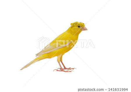 canary isolated on white background canary isolated on white background 141631994