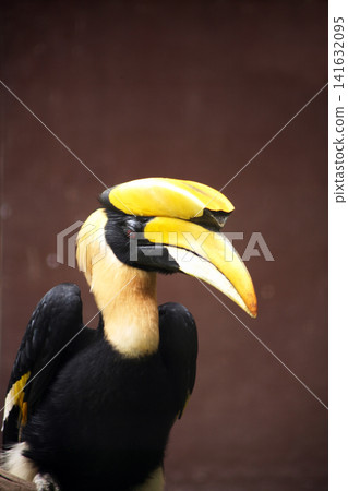 Portrait of a Toucan Portrait of a Toucan 141632095