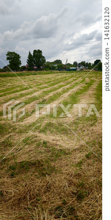 Fields of cut grass stretch across the landscape on a cloudy day Fields of cut grass stretch across the landscape on a cloudy day 141632120