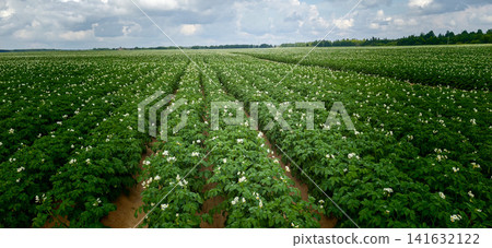 Large potato field with flowers under cloudy sky in summer Large potato field with flowers under cloudy sky in summer 141632122