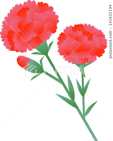 母親節的紅色康乃馨花蕾和鮮花 141632194