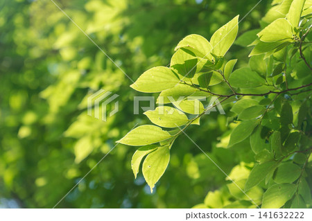 13 一片正值綠葉繁茂季節的森林,樹葉在陽光下閃閃發光。 13 一片正值綠葉繁茂季節的森林,樹葉在陽光下閃閃發光。 141632222