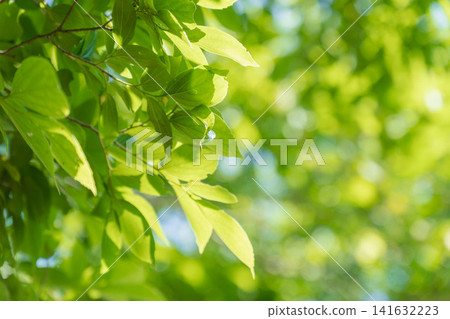 一片正值嫩葉繁茂季節的森林;樹葉在陽光下閃閃發光。 14 一片正值嫩葉繁茂季節的森林;樹葉在陽光下閃閃發光。 14 141632223