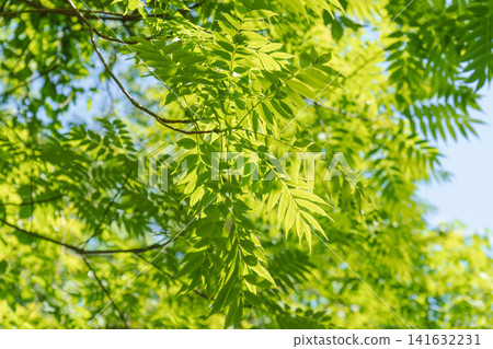A forest in the season of fresh green leaves; the leaves of the trees gleam in the sunlight. (22) A forest in the season of fresh green leaves; the leaves of the trees gleam in the sunlight. (22) 141632231
