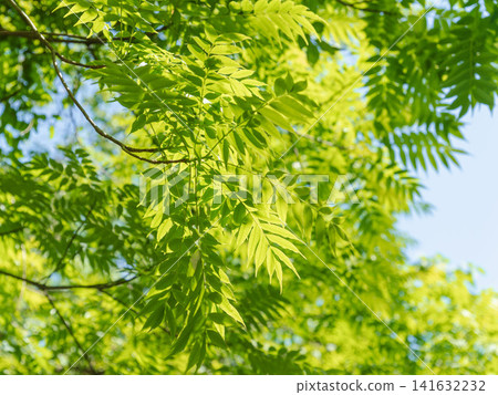 A forest in the season of fresh greenery; the leaves of the trees gleam in the sunlight. (23) A forest in the season of fresh greenery; the leaves of the trees gleam in the sunlight. (23) 141632232