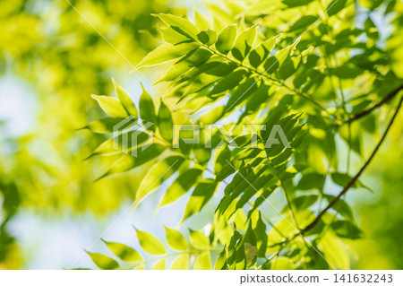 一片正值綠意盎然的季節的森林;樹葉在陽光下閃閃發光。 33 一片正值綠意盎然的季節的森林;樹葉在陽光下閃閃發光。 33 141632243