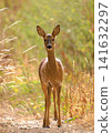 Roe deer on path 141632297