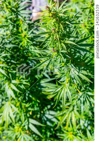 Close-up of Cannabis Plant with Budding Flowers in Kyrgyzstan Close-up of Cannabis Plant with Budding Flowers in Kyrgyzstan 141632539