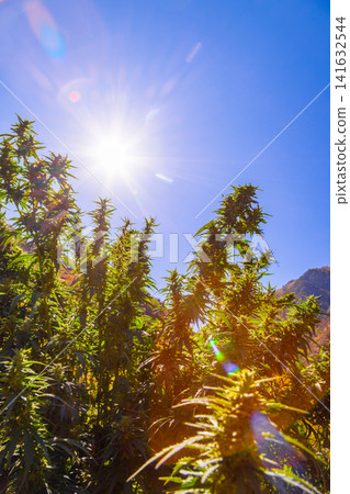 Lush Cannabis Plants Growing Outdoors Under Bright Sunlight Lush Cannabis Plants Growing Outdoors Under Bright Sunlight 141632544