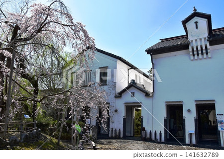 滋賀縣近江八幡市的河原美術館和盛開的垂枝櫻花樹 滋賀縣近江八幡市的河原美術館和盛開的垂枝櫻花樹 141632789