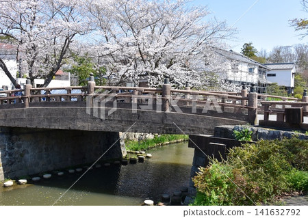 滋賀縣近江八幡市的八幡堀運河、明治橋和盛開的櫻花 滋賀縣近江八幡市的八幡堀運河、明治橋和盛開的櫻花 141632792
