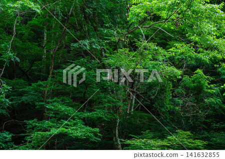 Miyama [Nagano Prefecture] 141632855