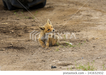 Wild animals of Hokkaido: A curious red fox cub. Wild animals of Hokkaido: A curious red fox cub. 141632932