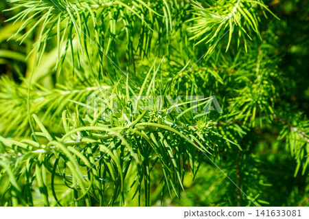 Larch tree in growth Larch tree in growth 141633081