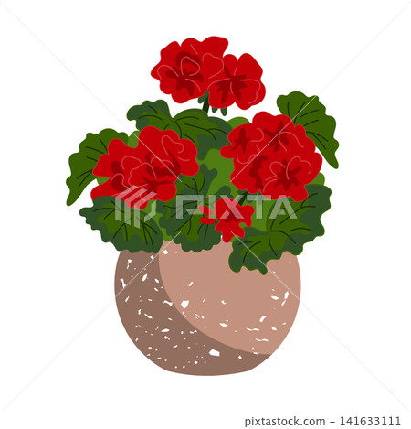 Potted Geranium flowers isolated on a white background. Vector illustration Potted Geranium flowers isolated on a white background. Vector illustration 141633111