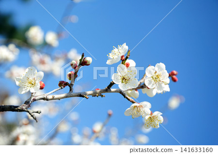 White plum shining in the blue sky 141633160