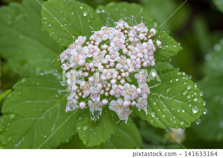 Spiraea japonica blooming on the hiking trail of Mount Tarumae in Hokkaido after the rain. Spiraea japonica blooming on the hiking trail of Mount Tarumae in Hokkaido after the rain. 141633164