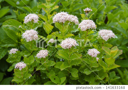 Spiraea japonica blooming on the hiking trail of Mount Tarumae in Hokkaido after the rain. Spiraea japonica blooming on the hiking trail of Mount Tarumae in Hokkaido after the rain. 141633168