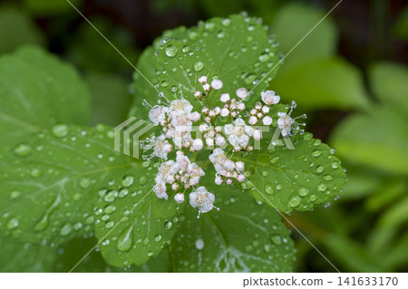 Spiraea japonica blooming on the hiking trail of Mount Tarumae in Hokkaido after the rain. Spiraea japonica blooming on the hiking trail of Mount Tarumae in Hokkaido after the rain. 141633170