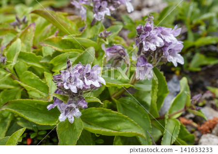 Tarumaesou (Iwabukuro), a flower of alpine plants, blooms on Mount Tarumae in Hokkaido. Tarumaesou (Iwabukuro), a flower of alpine plants, blooms on Mount Tarumae in Hokkaido. 141633233