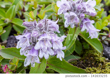 Tarumaesou (Iwabukuro), a flower of alpine plants, blooms on Mount Tarumae in Hokkaido. Tarumaesou (Iwabukuro), a flower of alpine plants, blooms on Mount Tarumae in Hokkaido. 141633235