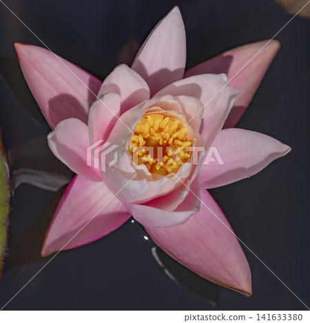 A pink shimmer blooming on the water's surface — water lilies, golden stamens A pink shimmer blooming on the water's surface — water lilies, golden stamens 141633380