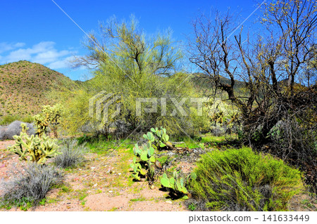 Salt River Recreation Area Arizona Salt River Recreation Area Arizona 141633449