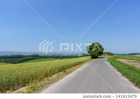 北海道美瑛市起伏的山丘間,一條公路蜿蜒而過,展現出一幅夏日鄉村風光。 北海道美瑛市起伏的山丘間,一條公路蜿蜒而過,展現出一幅夏日鄉村風光。 141633479
