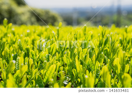 發芽的茶葉 發芽的茶葉 141633481