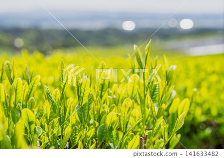 發芽的茶葉 發芽的茶葉 141633482