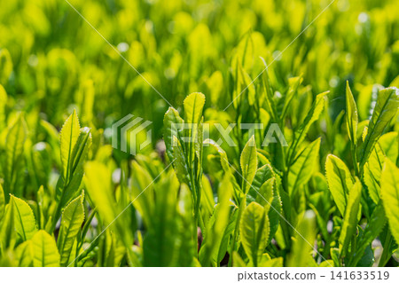 beautiful tea leaves beautiful tea leaves 141633519
